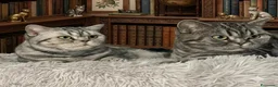 British gatti in vendita: British Shorthair  - Annuncio 1