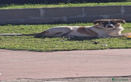 Altre razze cani in regalo: Splendido cucciolone - Immagine 1