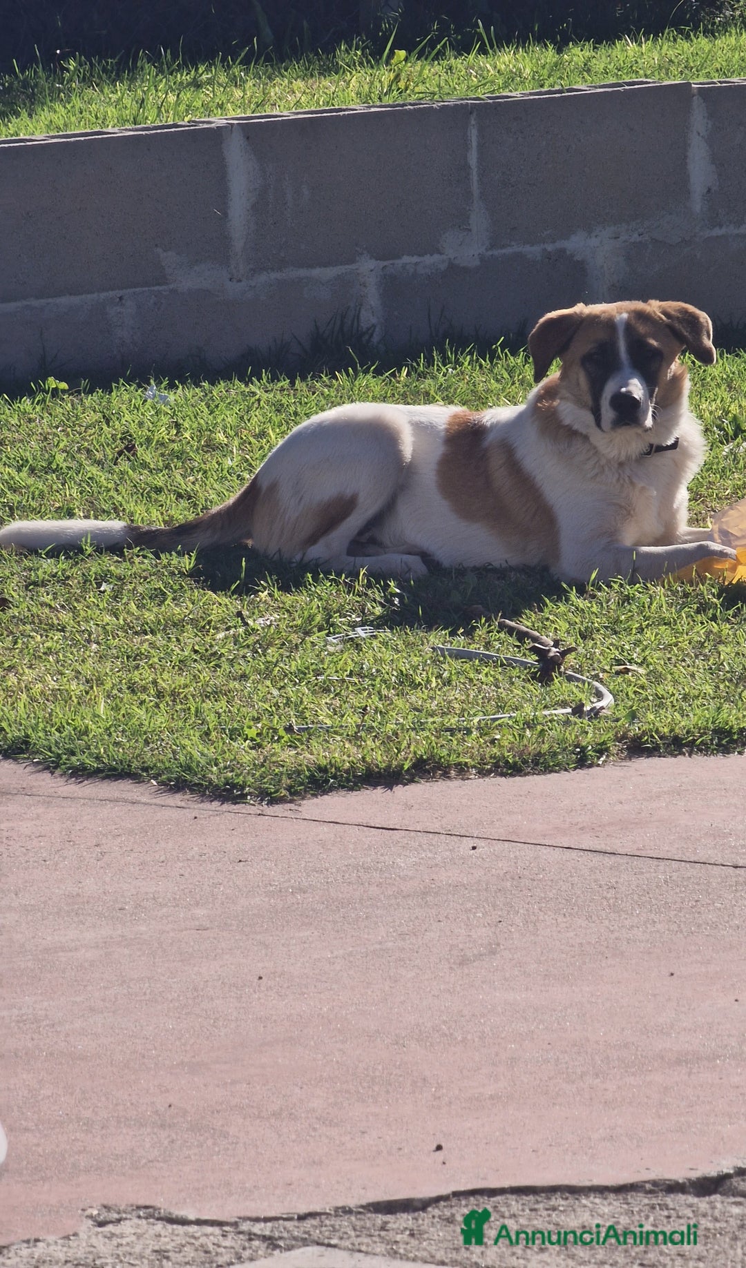 Altre razze cani in regalo: Splendido cucciolone - Annuncio 1