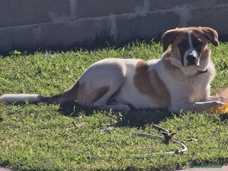 Altre razze cani Splendido cucciolone - Annuncio 9