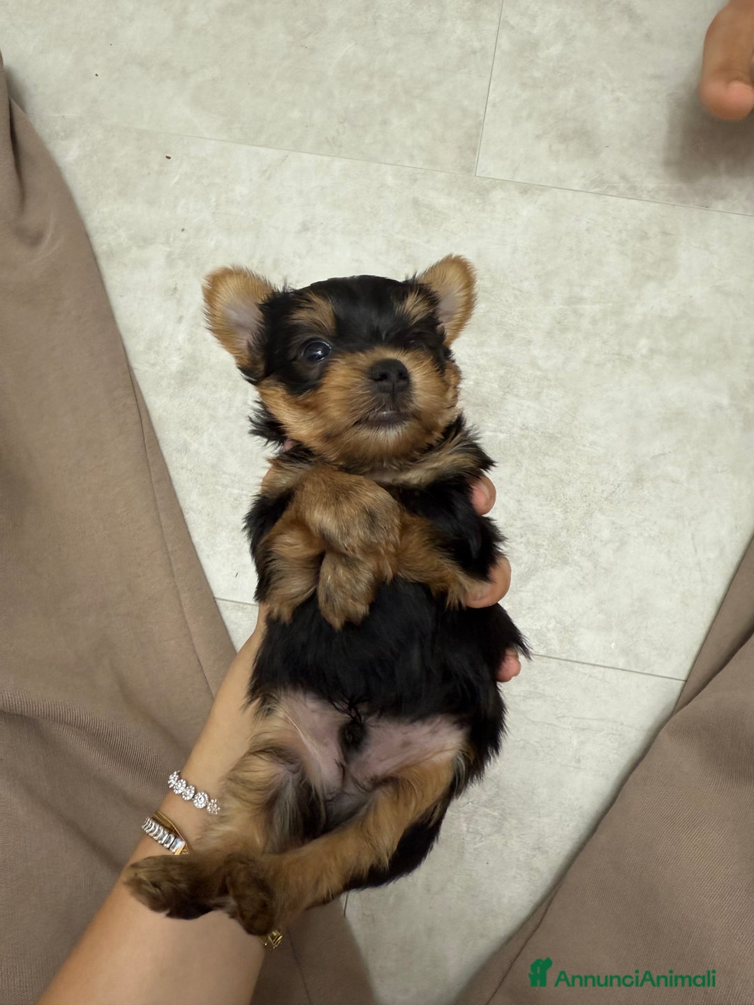 Yorkshire cani in vendita: cucciolo yourkshire terrier  a Città Metropolitana di Bologna - Immagine 8