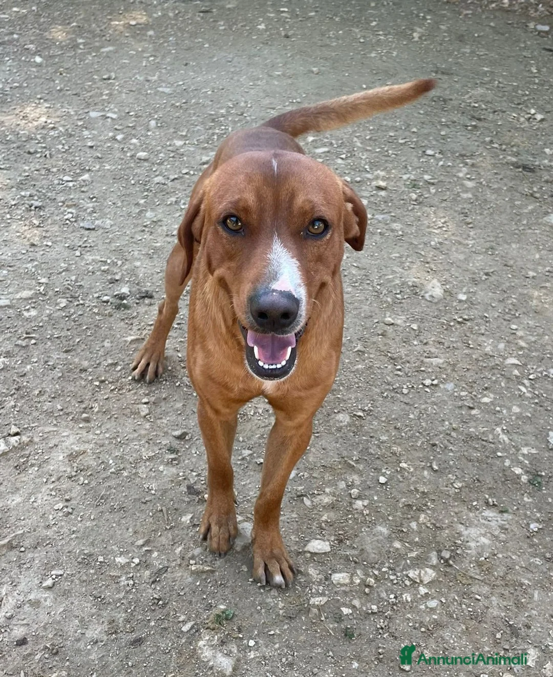 Meticcio cani in regalo: MUSETTO SIMPATICO : CORFU' - Annuncio 5