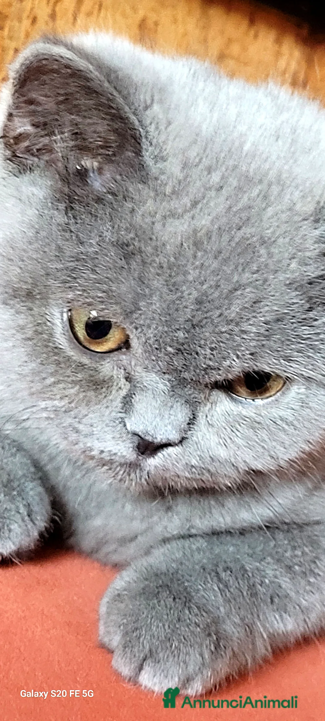 British gatti in vendita: Splendida gattina British Shorthair a Provincia di Trieste - Annuncio 2