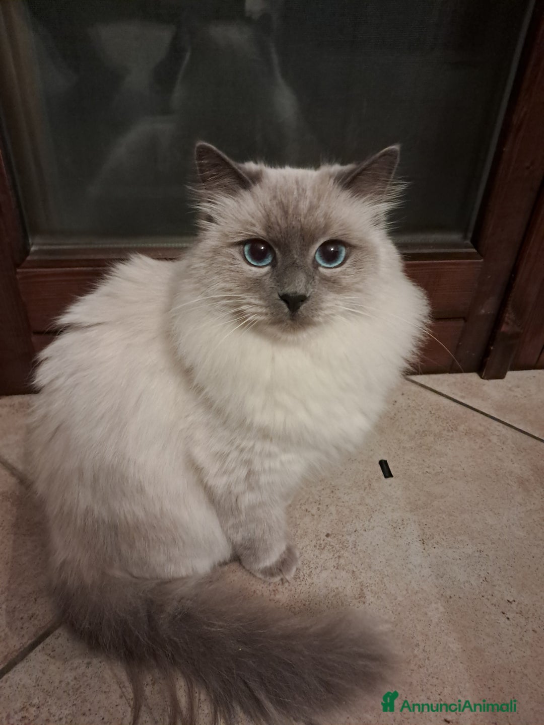 Siberiano gatti in vendita: Cuccioli siberiani neva  - Annuncio 1