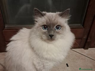 Meticcio gatti Cuccioli simil siberiani neva - Annuncio 1