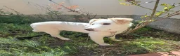 Meticcio cani in regalo: Dolce Eda cerca la sua occasione ❤️ a Provincia di Verona - Annuncio 6