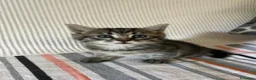 Meticcio gatti in regalo: Regalo una bellissima gattina di 1 mese circa  - Annuncio 3