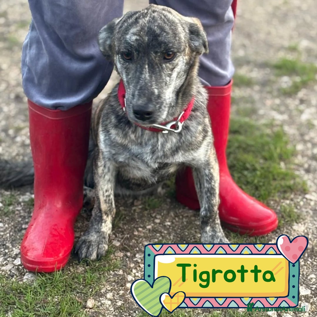 Meticcio cani in regalo: Tigrotta cucciola taglia medio piccola cerca casa - Annuncio 1