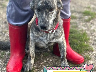 Meticcio cani Tigrotta cucciola taglia medio piccola cerca casa - Annuncio 1