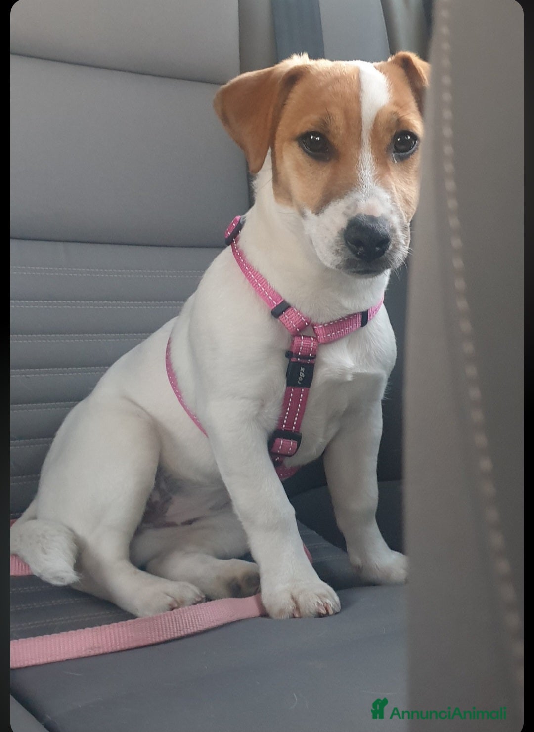 Jack Russell cani Cuccioli Jack russell terrier - Annuncio 10