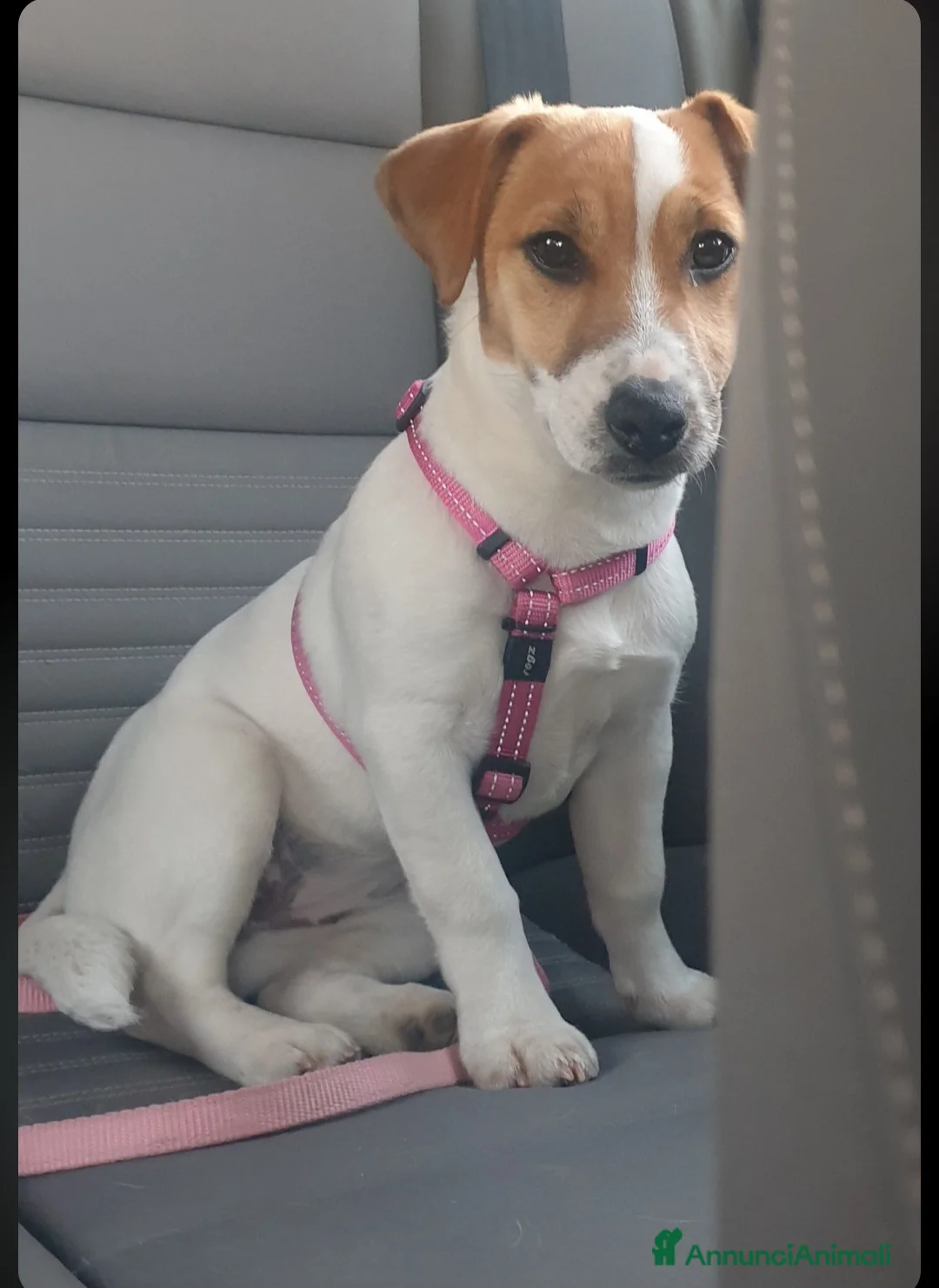 Jack Russell cani in vendita: Cuccioli Jack russell terrier - Annuncio 1