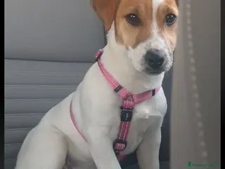 Jack Russell cani Cuccioli Jack russell terrier - Annuncio 10