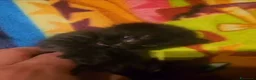 Meticcio gatti in regalo: GATTINO NERO - Annuncio 7