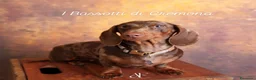 Bassotto cani in vendita: Bassotto arlecchino e cioccolato femmina e maschio - Annuncio 11