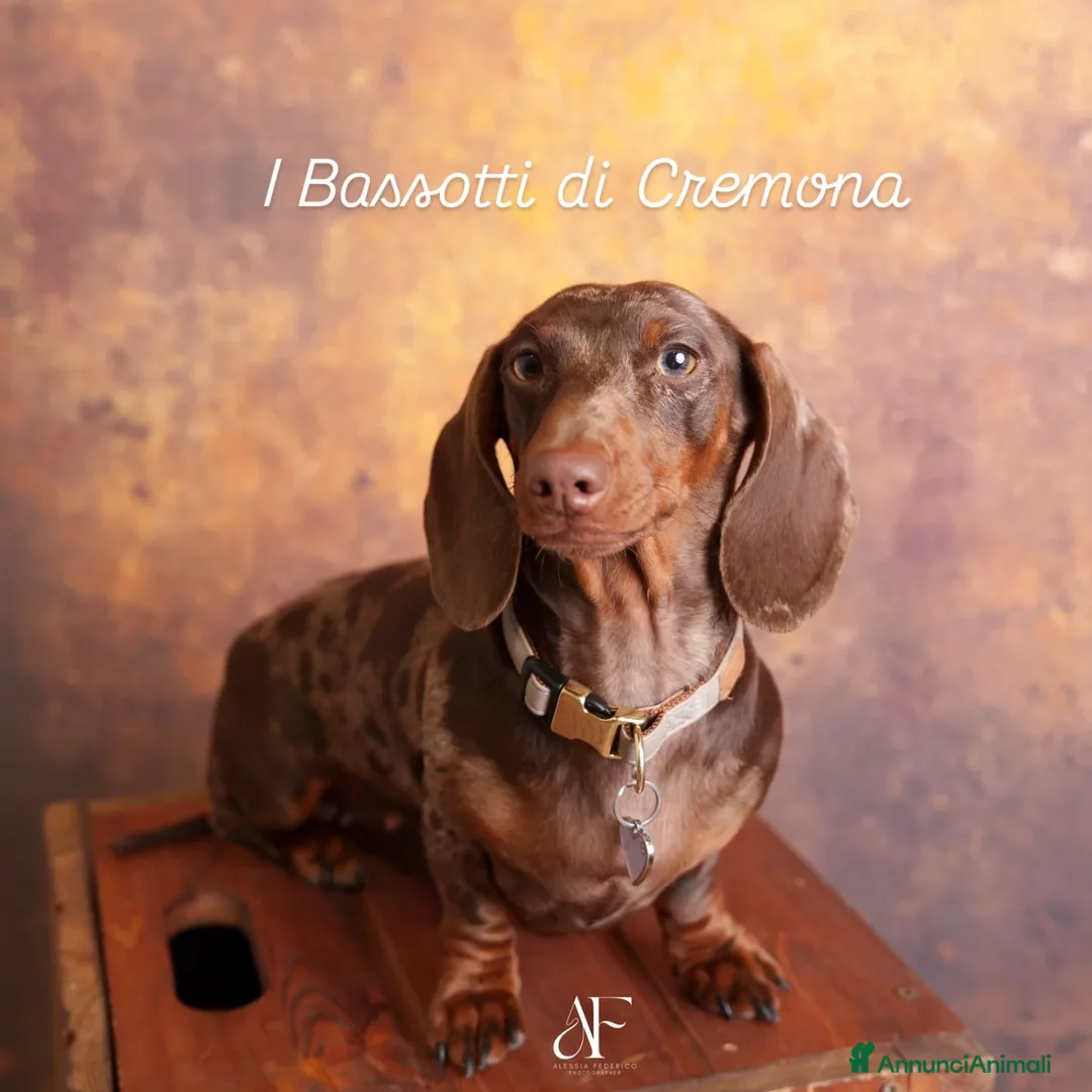 Bassotto cani in vendita: Bassotto arlecchino e cioccolato femmina e maschio - Annuncio 11