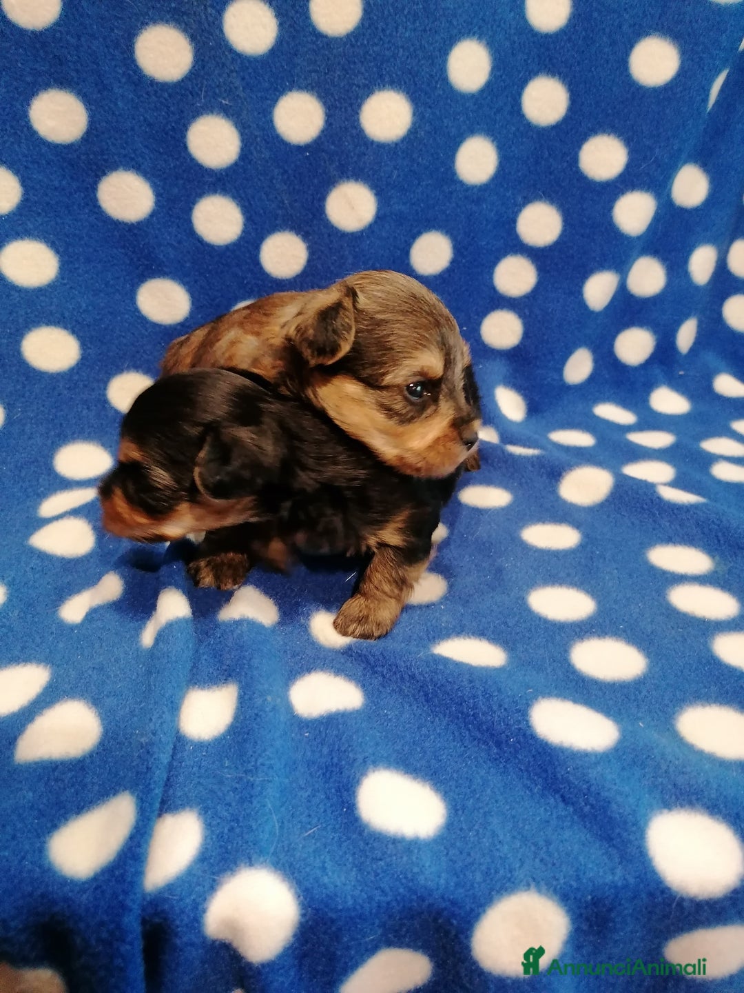 Meticcio cani in vendita: Yorkiepoo cuccioli - Annuncio 10