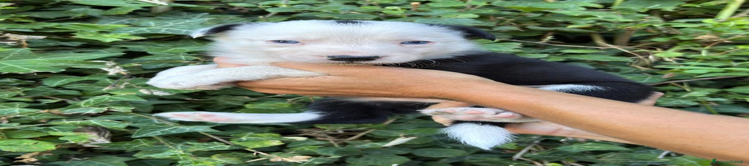 Border Collie Cucciolo 1