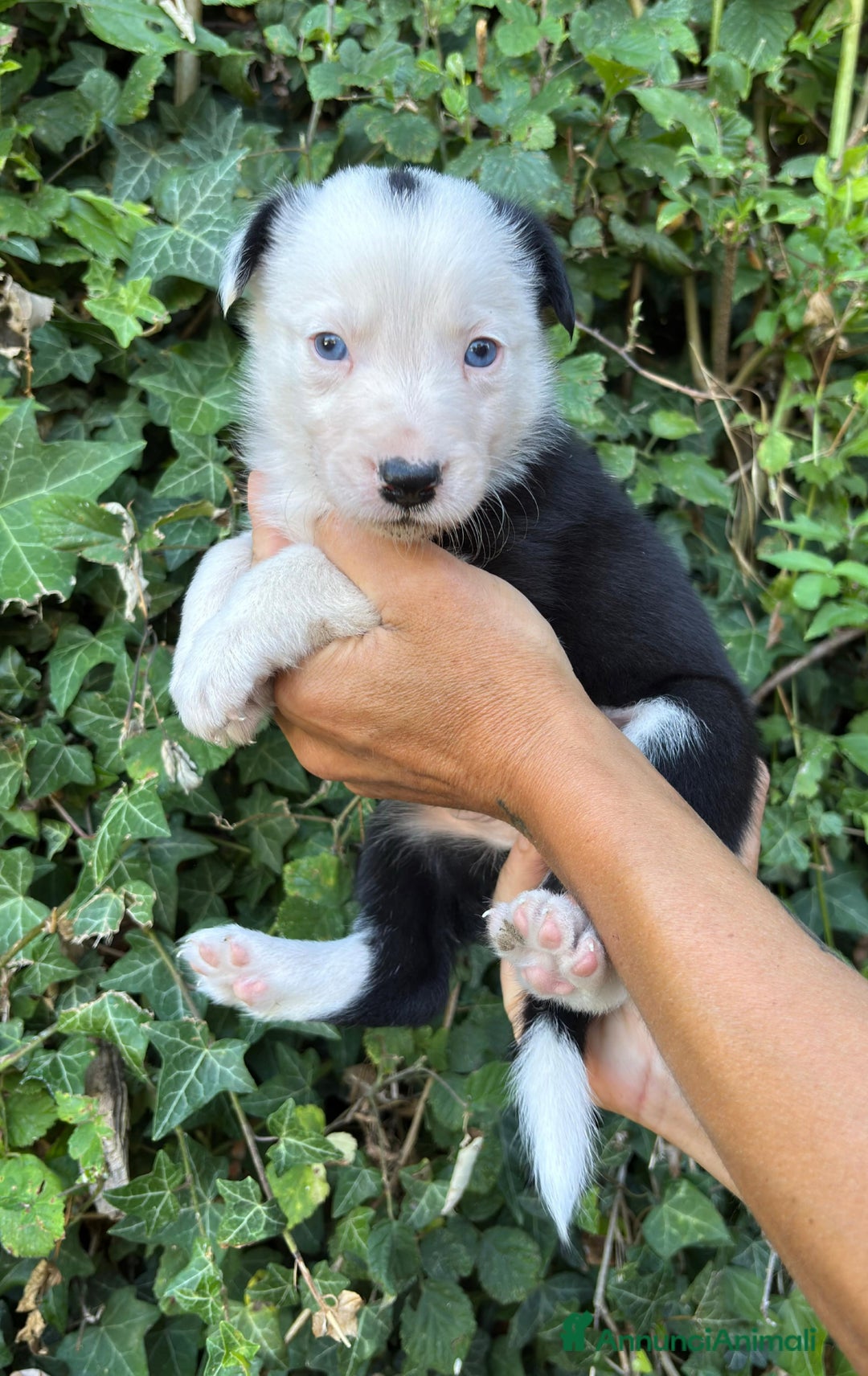 Border Collie cani in vendita: Cuccioli Border collie linea da lavoro  a Provincia di Modena - Immagine 11
