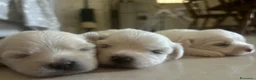 Maltese cani in vendita: Vendo maltesi - Annuncio 15