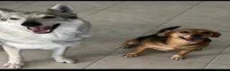 Lupo Cecoslovacco cani in regalo: Cedo lupo cecoslovacco  a Città metropolitana di Roma Capitale - Annuncio 4