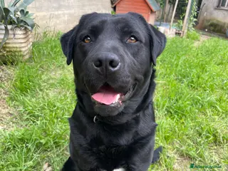 Labrador cani Labrador di 3 anni cerca femmina per accoppiamento - Annuncio 20