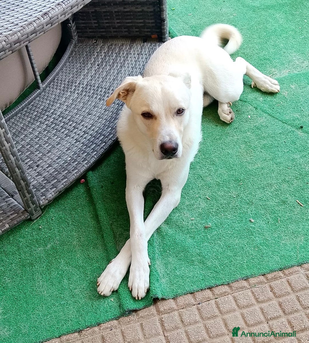 Meticcio cani in regalo: Fiocco il cucciolone che adora i bimbi - Annuncio 3