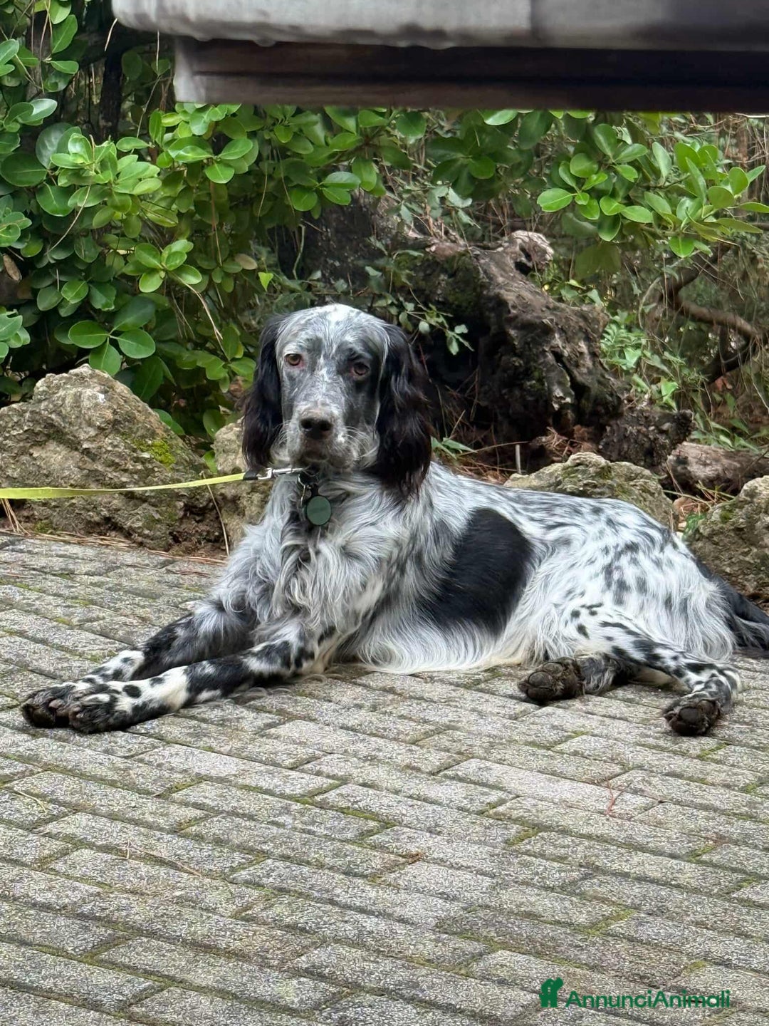 Setter Inglese cani in regalo: GINO, simpaticissimo SETTER INGLESE! - Annuncio 8