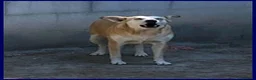 Meticcio cani in regalo: MONA abbaia le sue paure - Annuncio 3