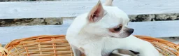 Chihuahua cani in vendita: Chihuahua toy - Annuncio 10