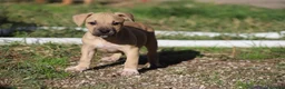 Pitbull cani in vendita: Cuccioli Pit Bull con Pedigree anche a rate - Annuncio 24
