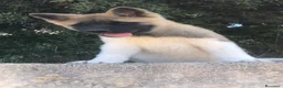 Akita Americano cani in vendita: Cucciola akita americano  a Provincia di Nuoro - Annuncio 2