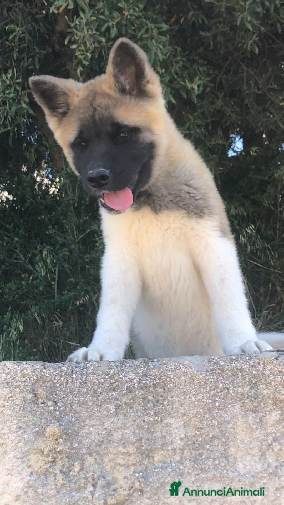 Akita Americano cani in vendita: Cucciola akita americano  a Provincia di Nuoro - Annuncio 2
