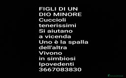 Europeo gatti in regalo: ❤️CI SIAMO ANCHE NOI - Immagine 8