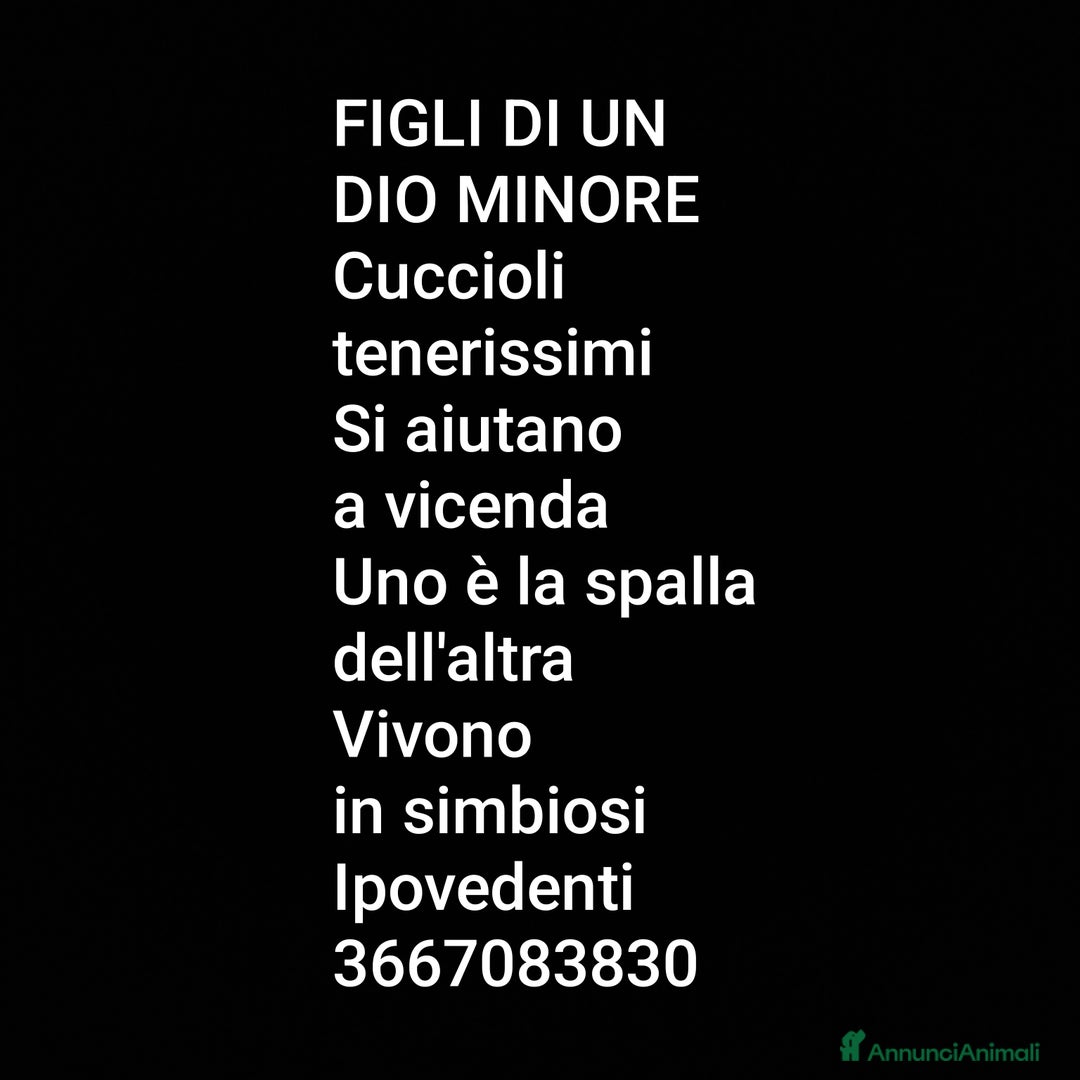 Europeo gatti in regalo: ❤️CI SIAMO ANCHE NOI - Immagine 8