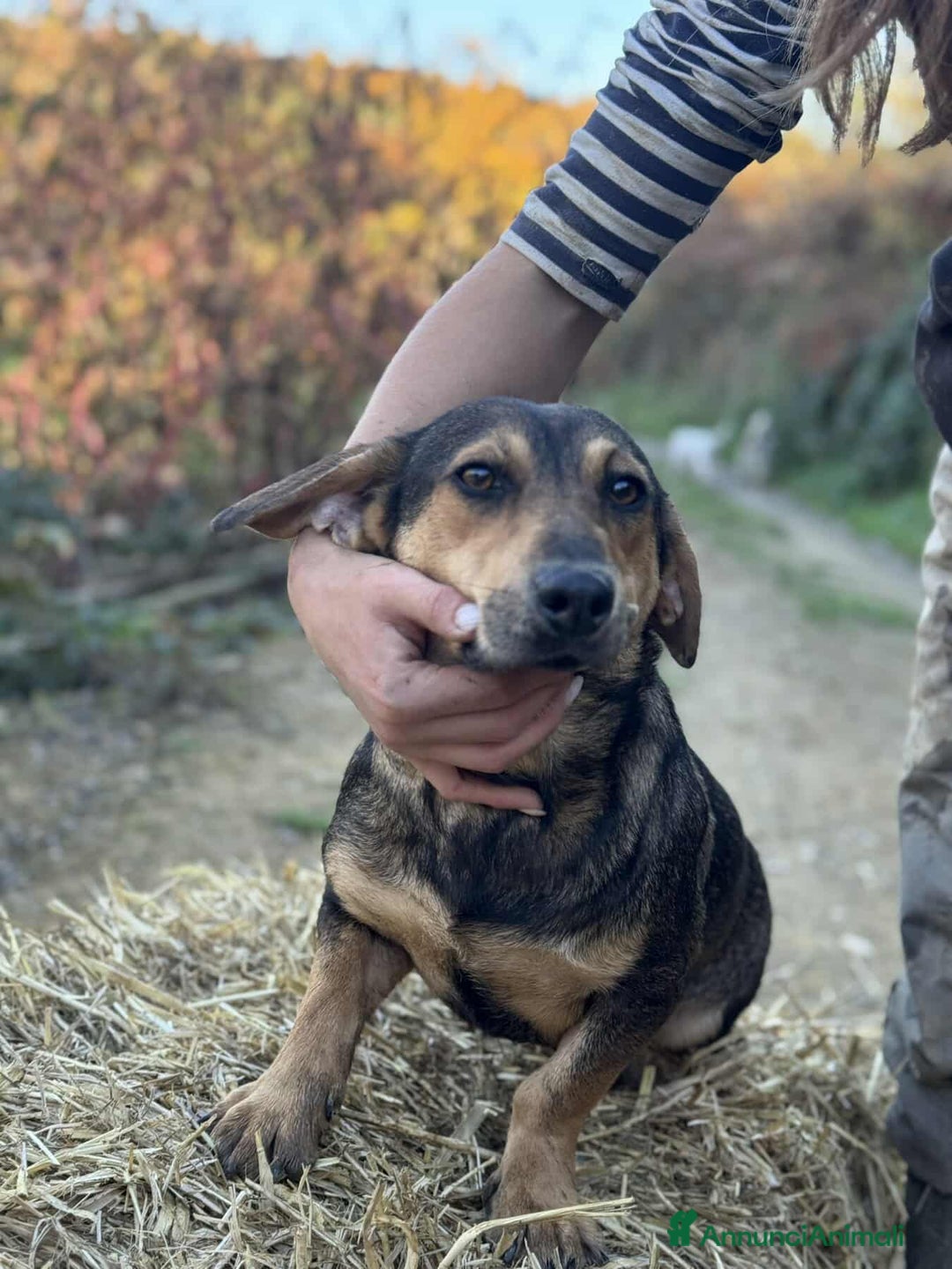 Meticcio cani in regalo: OLIVE, tenera cagnolina dalle ZAMPE CORTE! - Annuncio 2