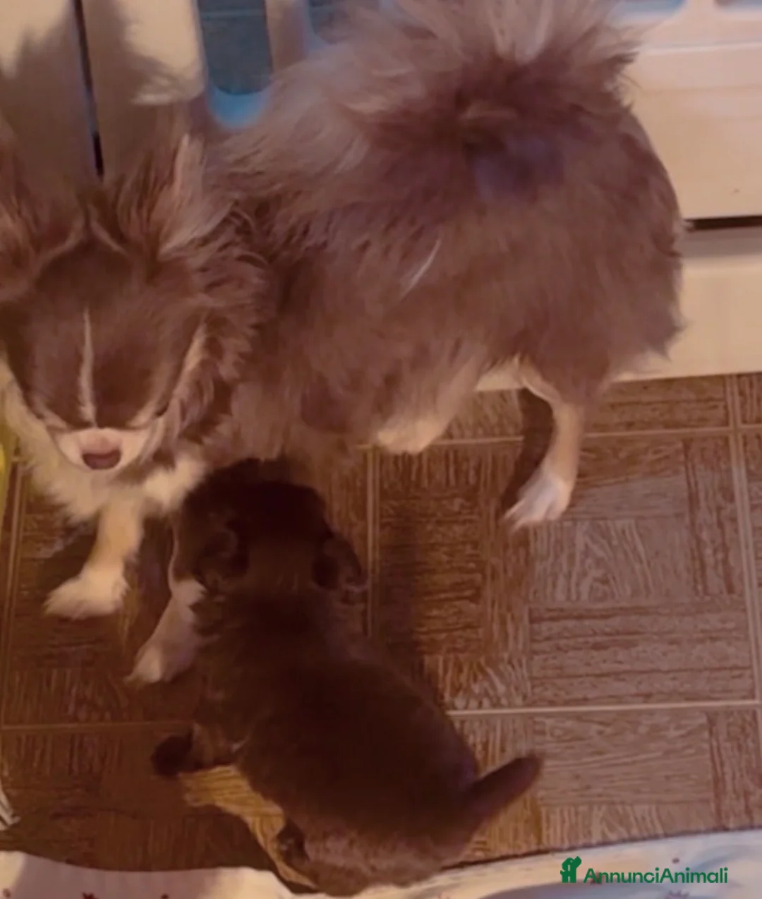 Chihuahua cani in vendita: Chihuahua mini pedigree Enci  - Annuncio 4