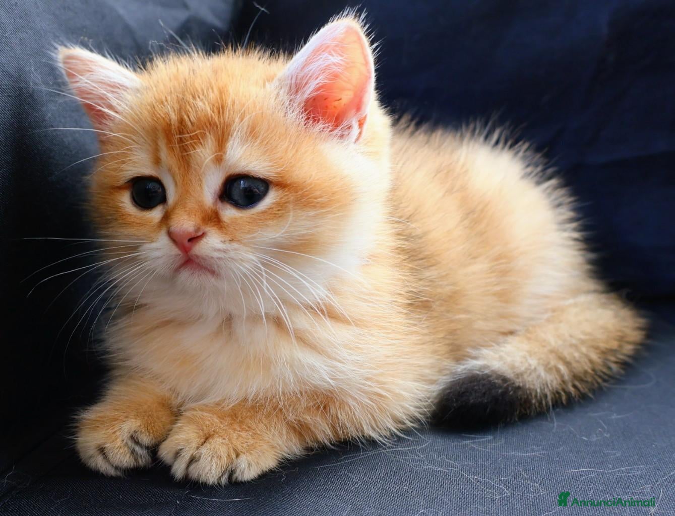 British gatti Gattini BRITISH GOLDEN SHORTHAIR  - Annuncio 2