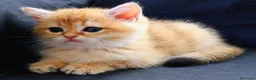 British gatti in vendita: Gattini BRITISH GOLDEN SHORTHAIR  - Annuncio 2