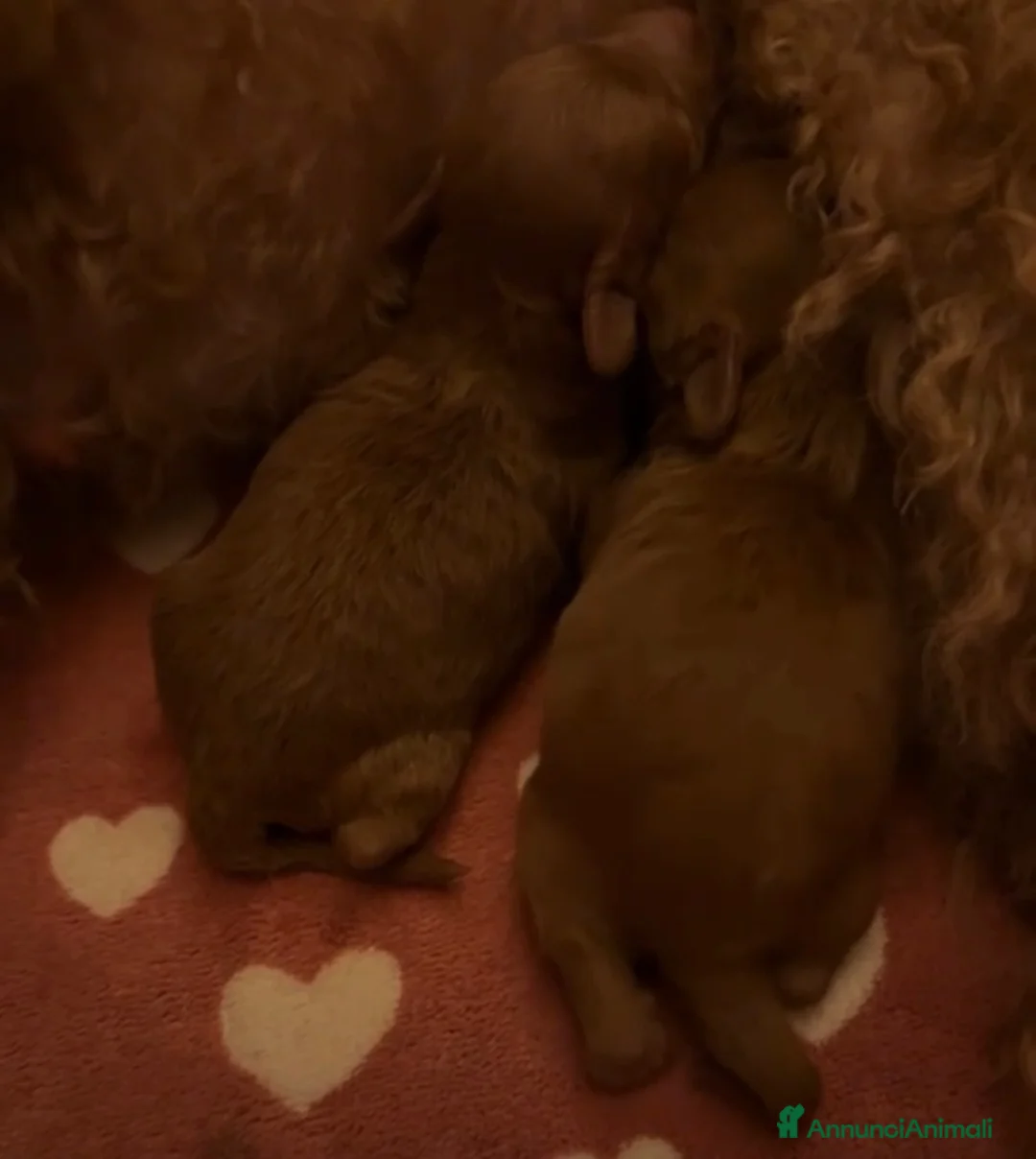 Barboncino Toy cani in vendita: Barboncino Toy maschi e femmine  - Annuncio 1