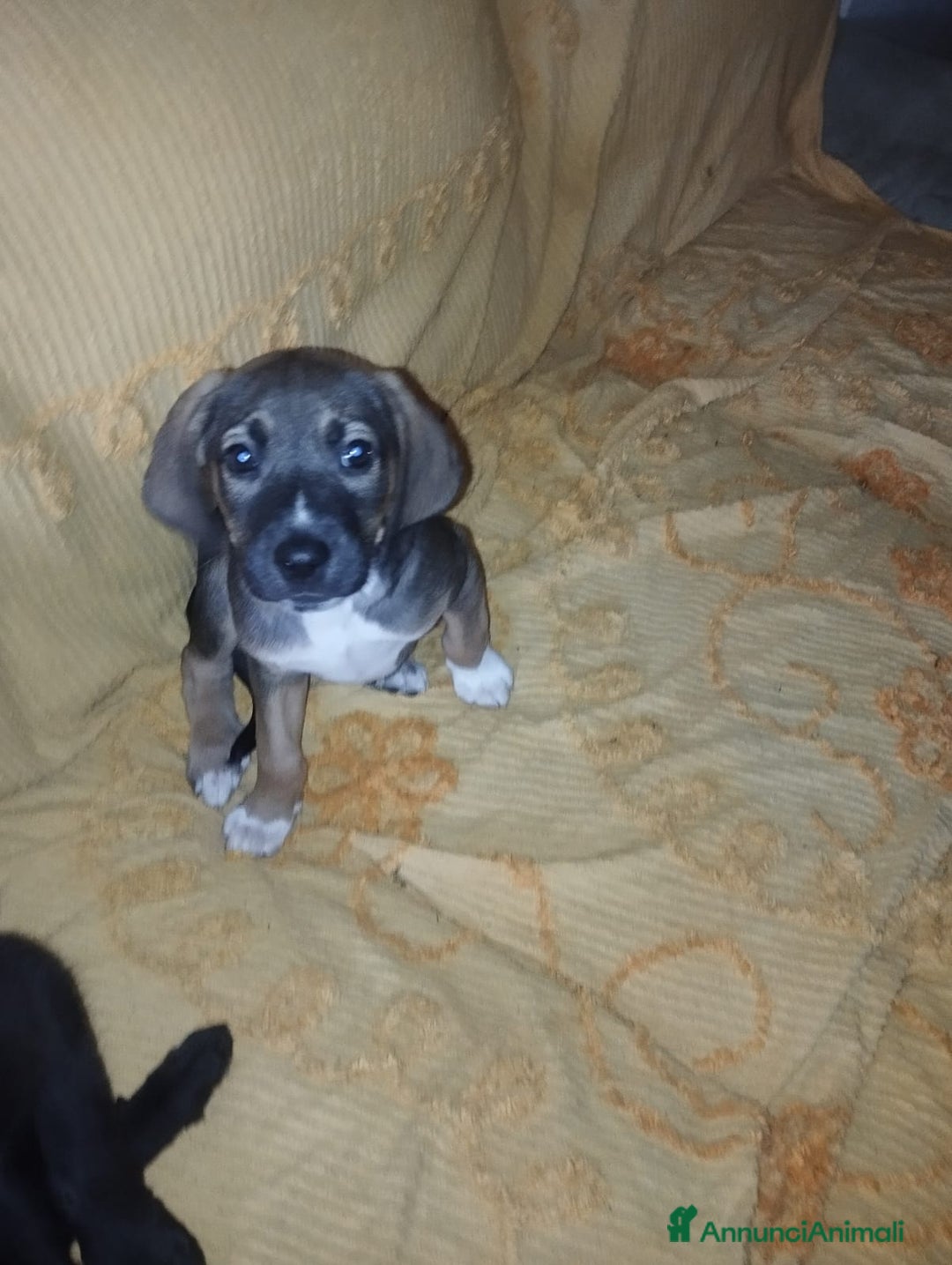 Meticcio cani in regalo: Regalo 3 cuccioli - Annuncio 3