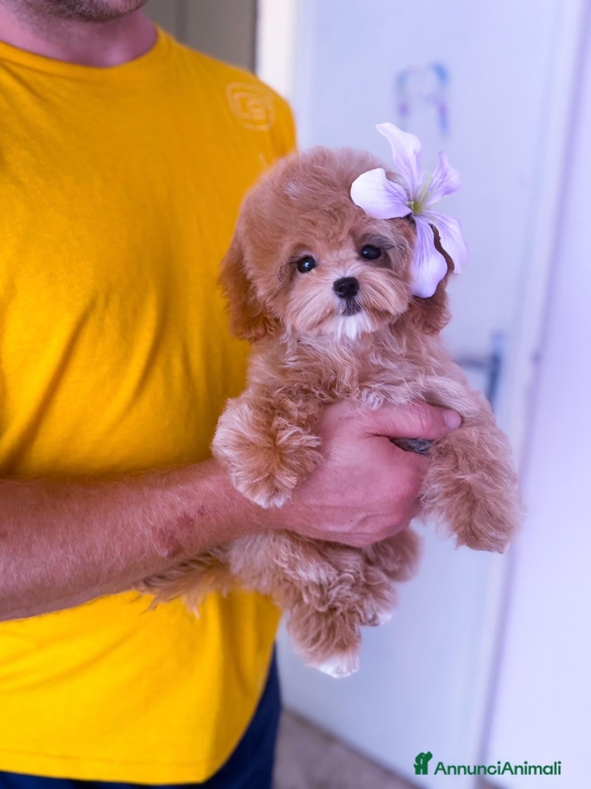 Maltipoo cani Maltipoo - Annuncio 36