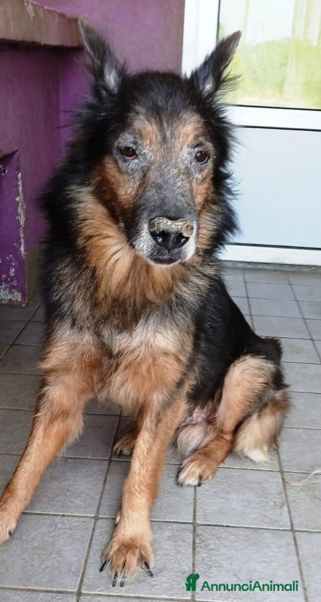 Altre razze cani in regalo: Spago, dolcissimo, adozione del cuore  a Città metropolitana di Roma Capitale - Annuncio 3