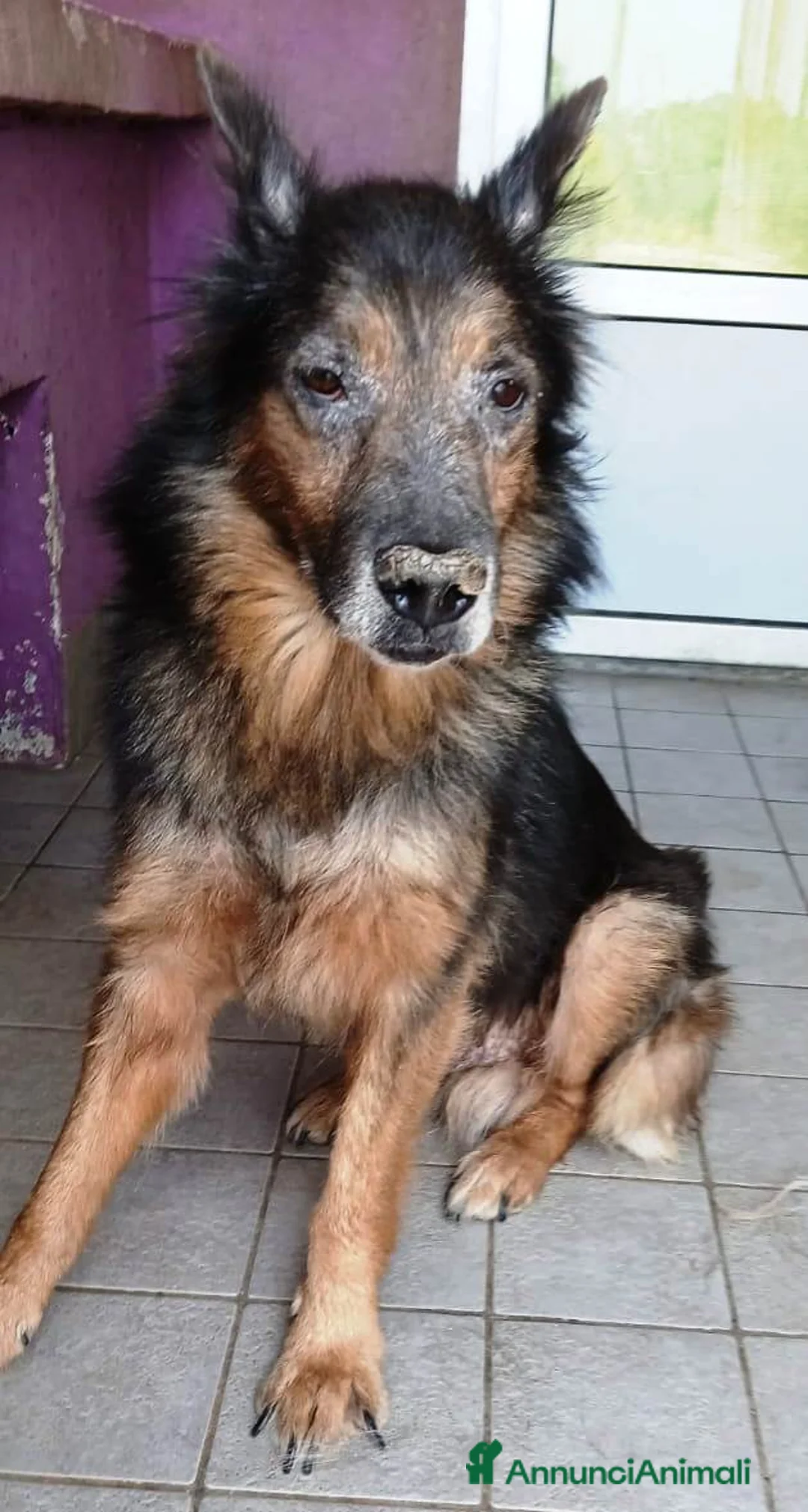 Altre razze cani in regalo: Spago, dolcissimo, adozione del cuore  a Città metropolitana di Roma Capitale - Annuncio 3