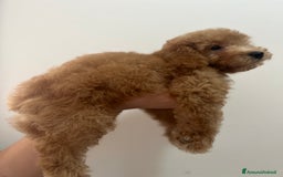 Barboncino cani in vendita: Bellissimo cucciolo di barboncino a Firenze - Immagine 5