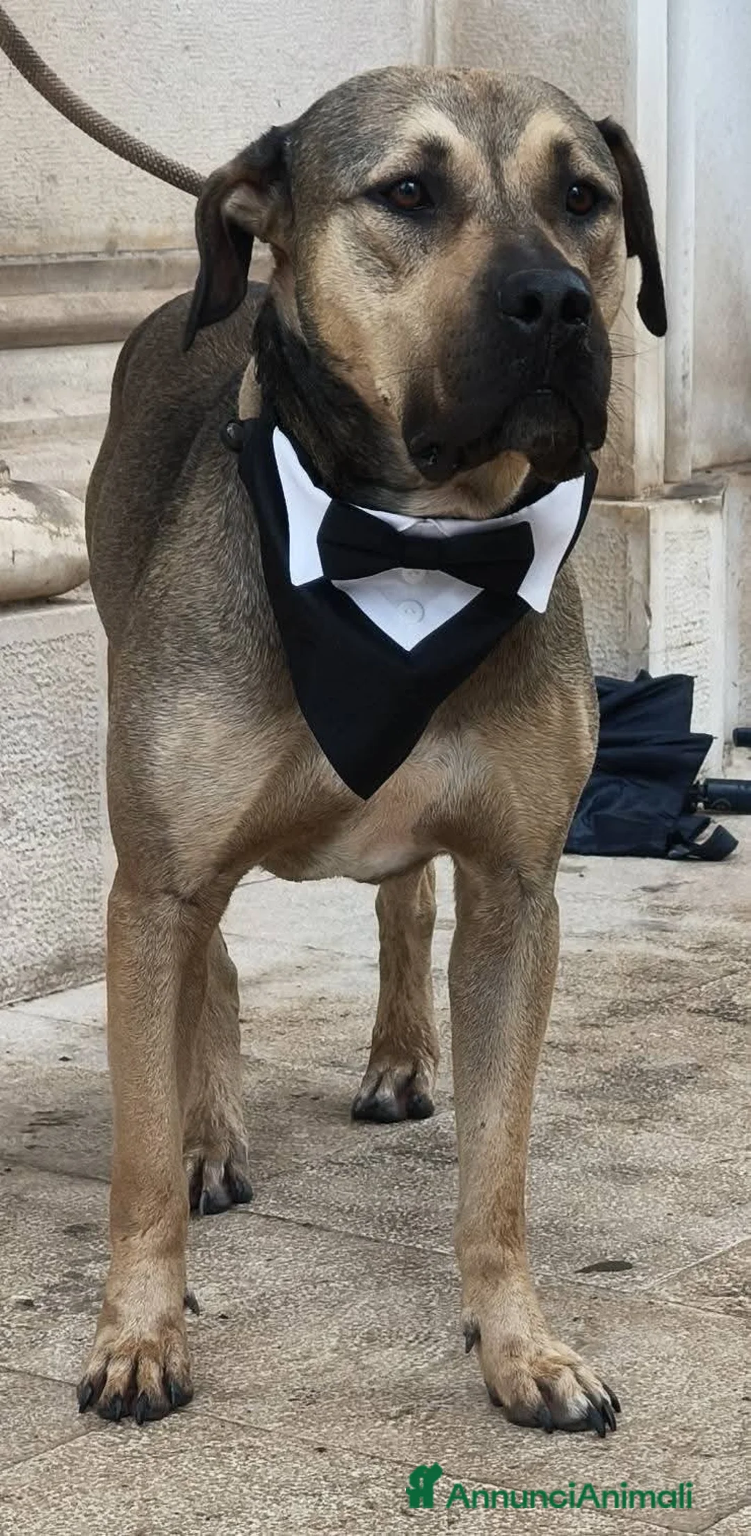 Meticcio cani in regalo: Una casa per un cane meraviglioso a Provincia di Ancona - Annuncio 2