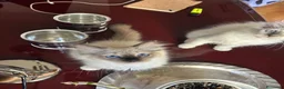 Ragdoll gatti in vendita: Bellissimo cucciolo di ragdoll - Annuncio 8