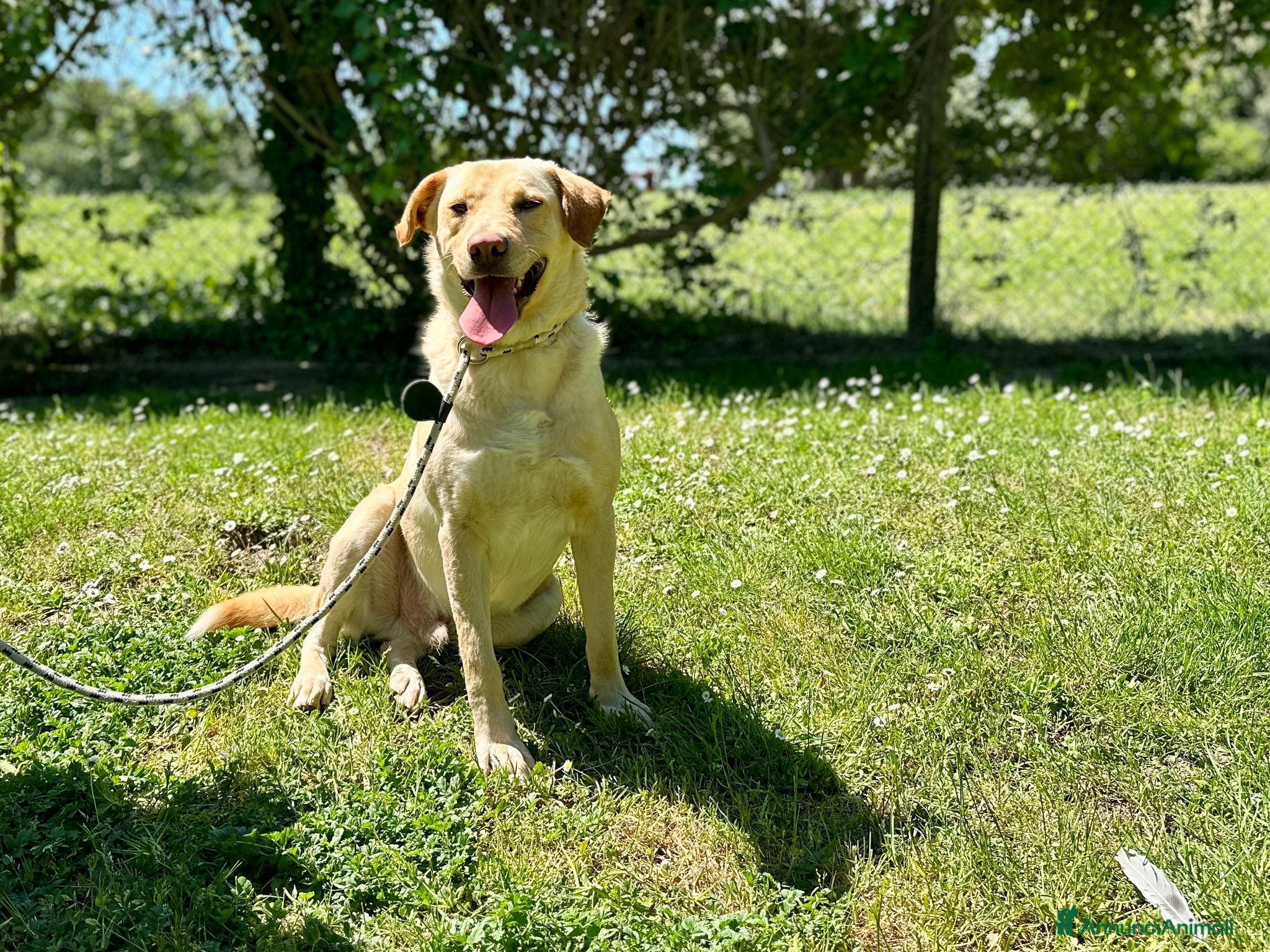 Meticcio cani CESARE BELLO E BUONO MA NESSUNO LO VUOLE - Annuncio 4