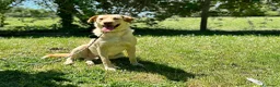 Meticcio cani in regalo: CESARE BELLO E BUONO MA NESSUNO LO VUOLE - Annuncio 1