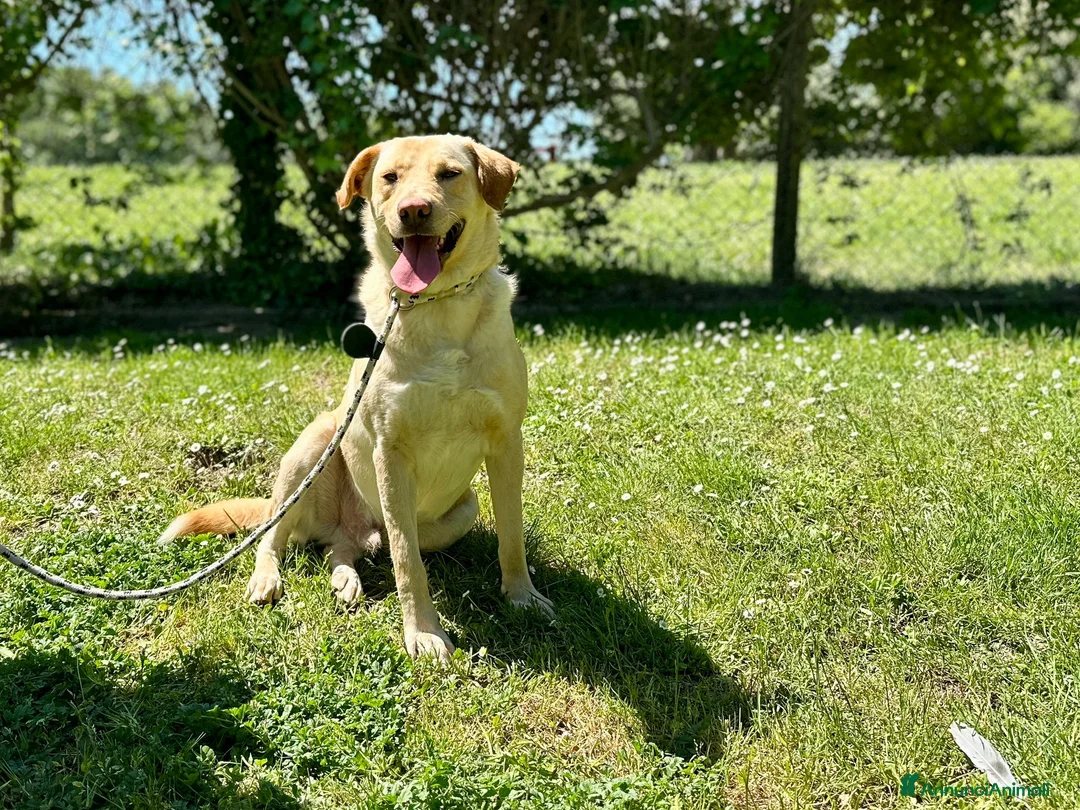 Meticcio cani in regalo: CESARE BELLO E BUONO MA NESSUNO LO VUOLE - Annuncio 1