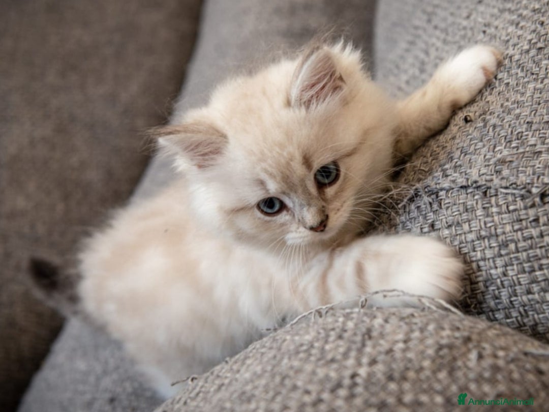 Siberiano gatti in vendita: Gatto siberiano - Annuncio 4